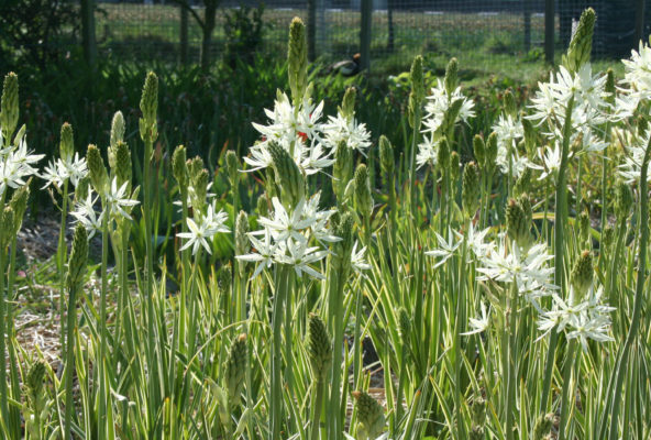 Camassia leightlinii 'Sacajawea'