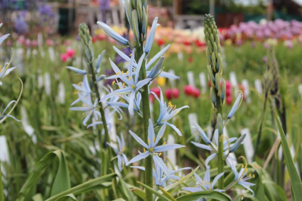 Camassia cusickii