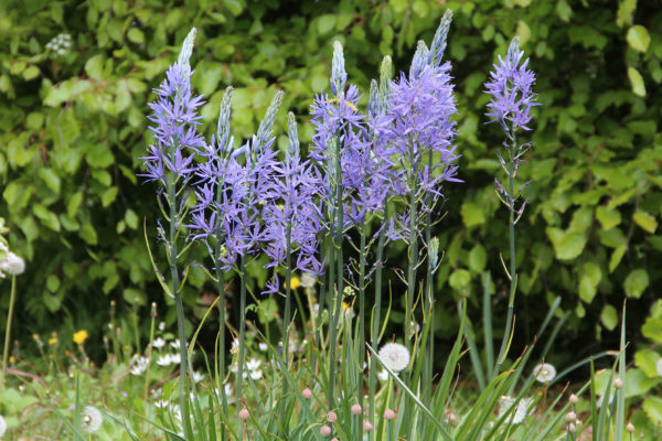 Camassia leightlinii 'Caerulea'