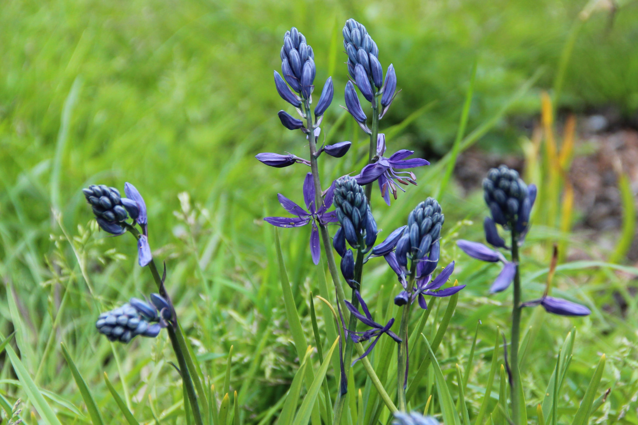 Camassia quamash Meeuwissen Voorhout Bloembollen Specialist in