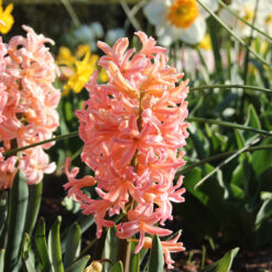 Hyacinthus orientalis 'Gipsy Queen'