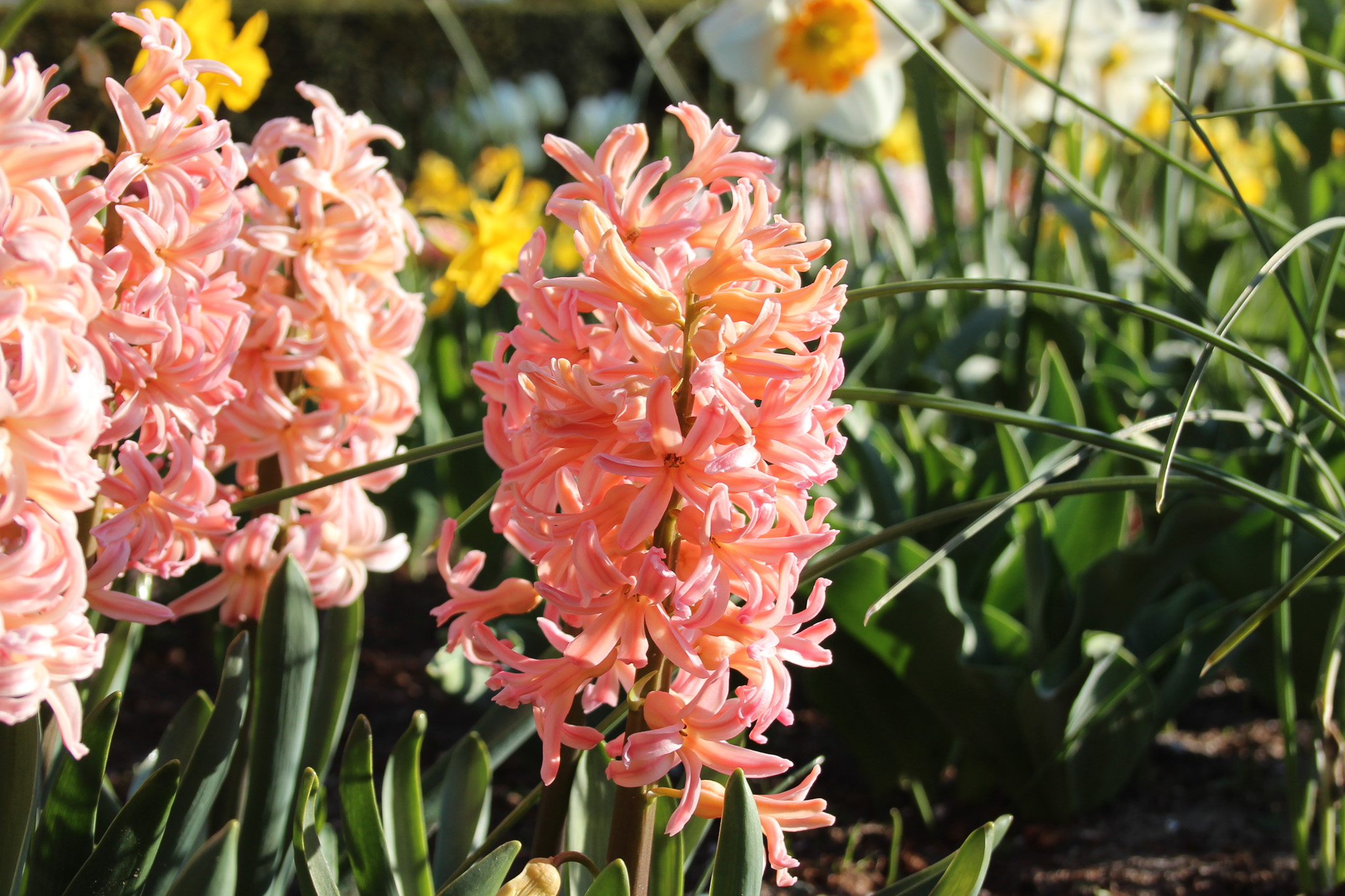 Hyacinthus orientalis 'Gipsy Queen'