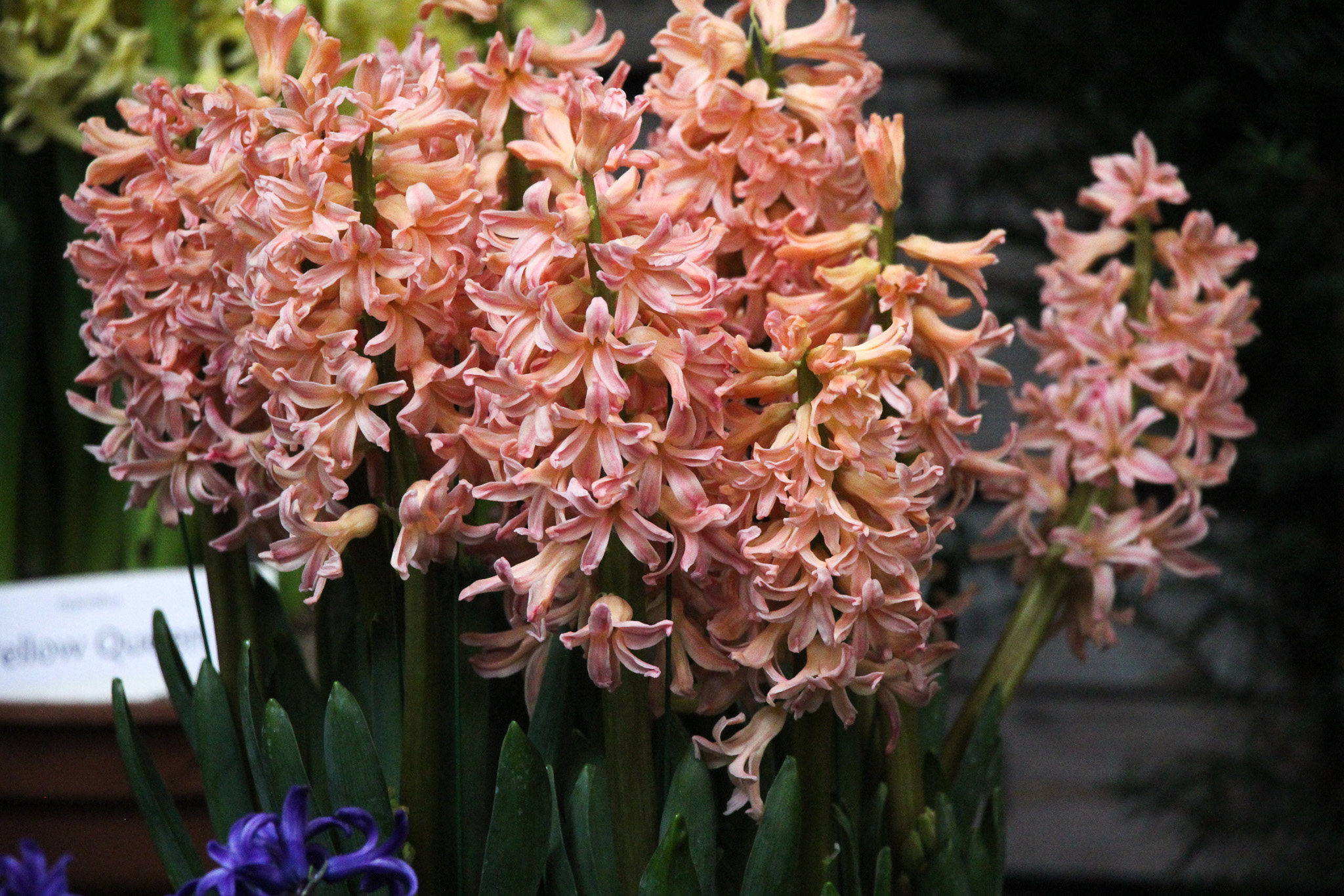 Hyacinthus orientalis 'Gipsy Queen' - Afbeelding 4