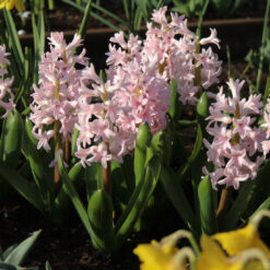 Hyacinthus orientalis 'Pink Elephant'