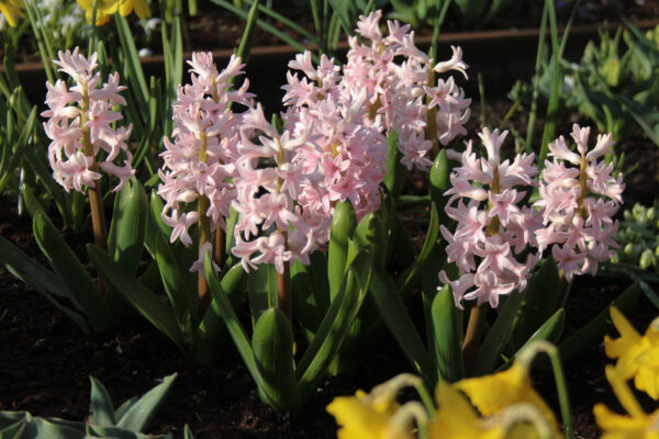 Hyacinthus orientalis 'Pink Elephant'