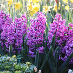 Hyacinthus orientalis 'Paul Hermann'