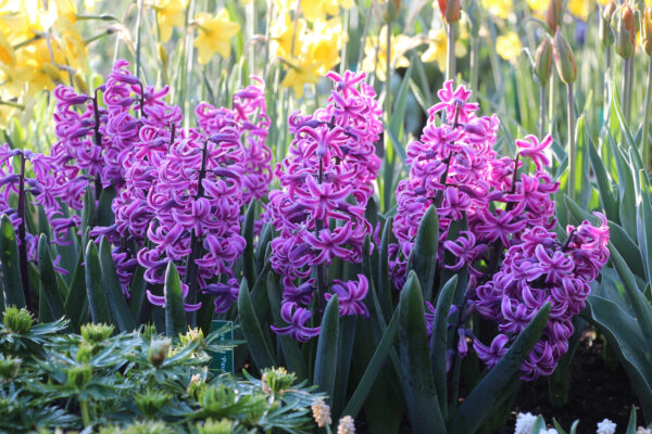 Hyacinthus orientalis 'Paul Hermann'