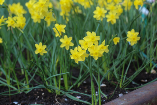 Narcissus 'Sabrosa' - Afbeelding 3