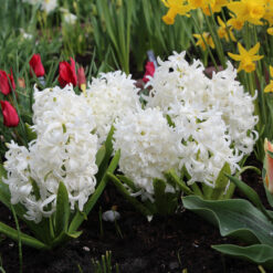 Hyacinthus orientalis 'White Pearl'
