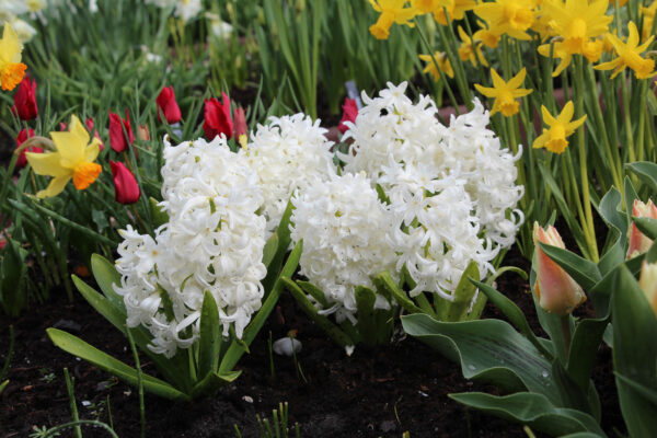 Hyacinthus orientalis 'White Pearl'