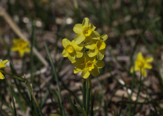 Narcissus 'Sabrosa'