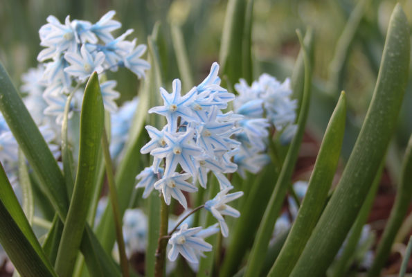 Puschkinia scilloides var. libanotica