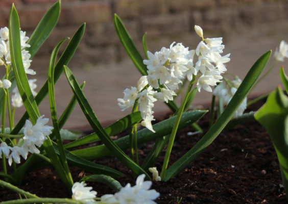 Puschkinia scilloides var. libanotica 'Alba'