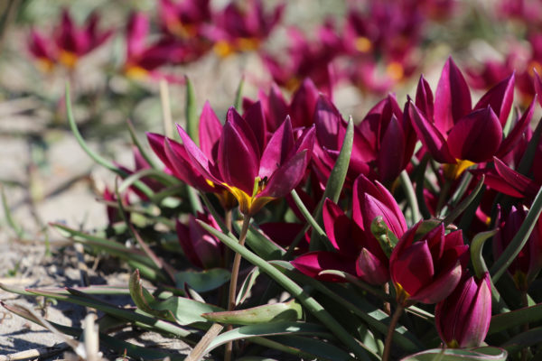Tulipa humilis 'Odalisque'