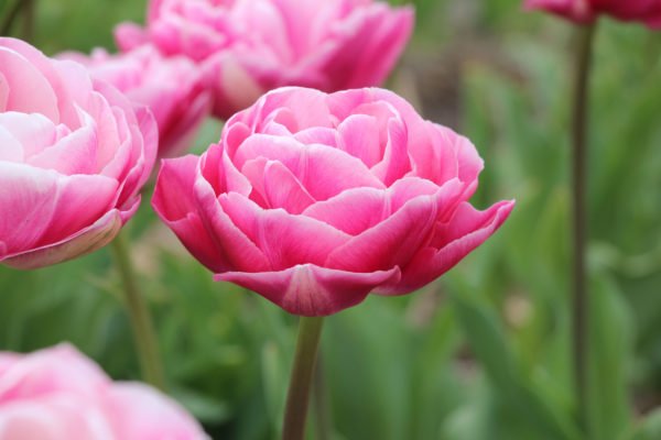Tulipa 'Vogue'