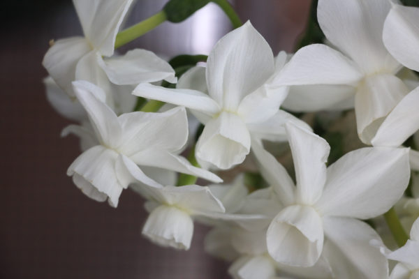 Narcissus 'Petrel'