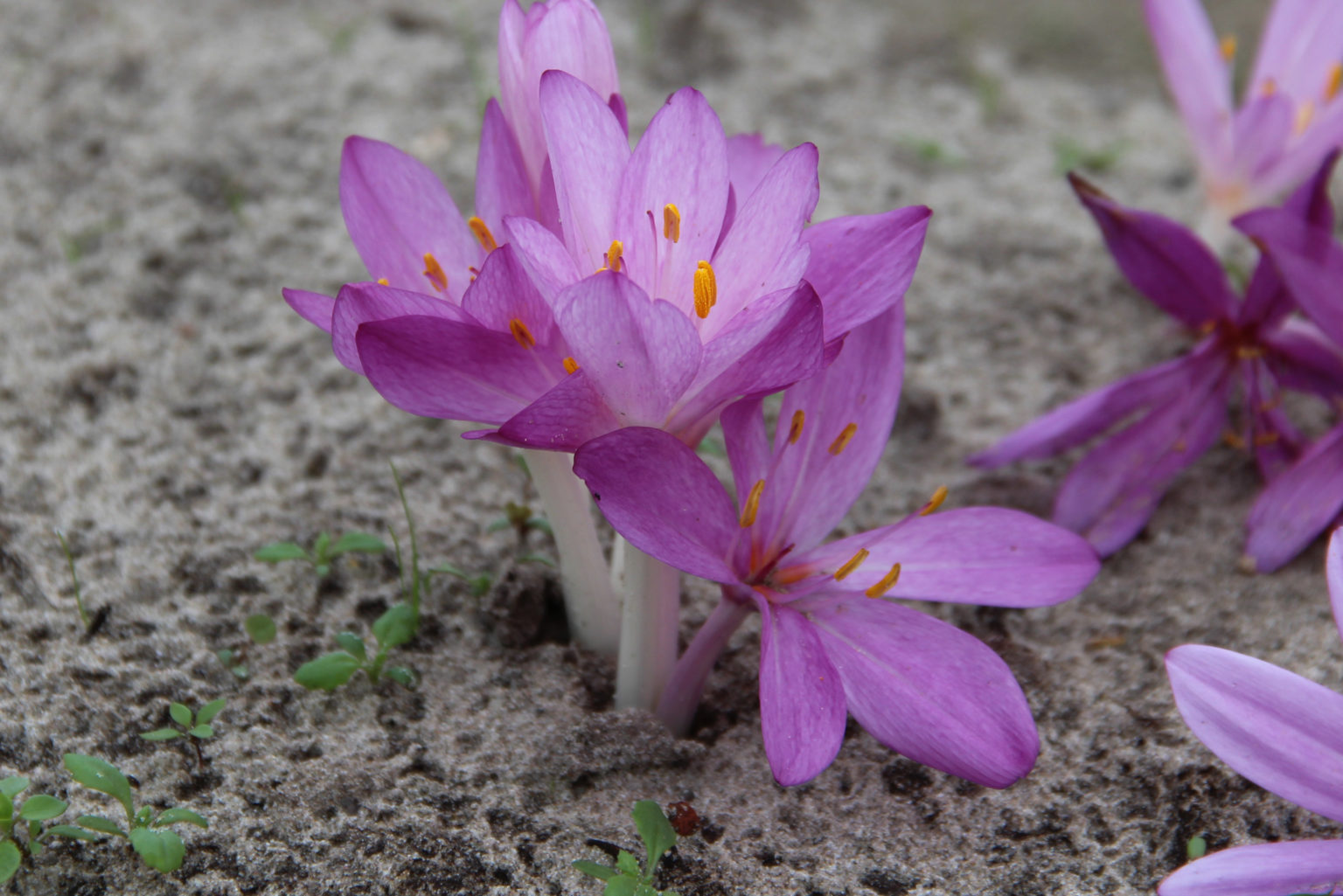 Colchicum cilicicum ‘Purpureum’ Meeuwissen Voorhout Flower bulbs