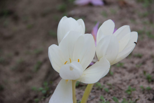 Crocus speciosus 'Albus'