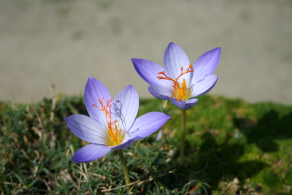 Crocus sativus