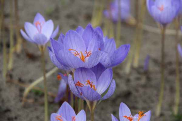 Crocus speciosus ssp. speciosus