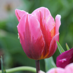 Tulipa 'Pretty Princess'