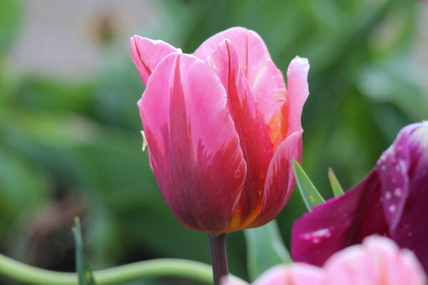 Tulipa 'Pretty Princess'