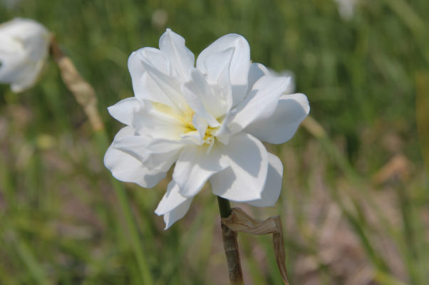 Narcissus 'Albus Plenus Odoratus'