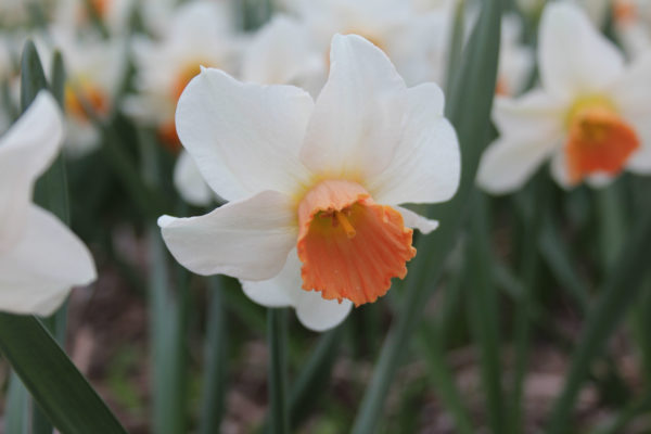 Narcissus 'Bilbo'