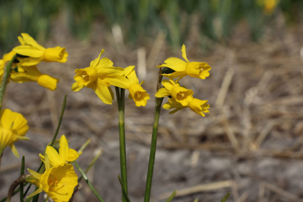 Narcissus 'Little Emma'