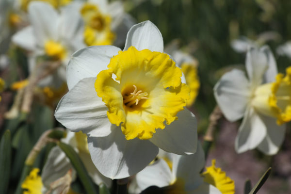 Narcissus 'Sweet Harmony'