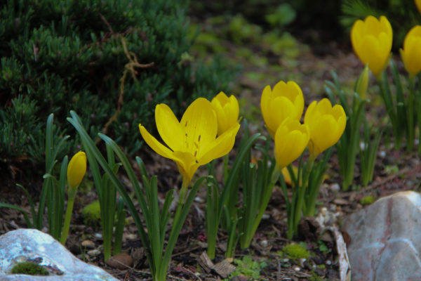 Sternbergia lutea