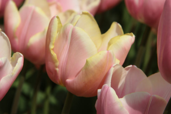 Tulipa 'Mango Charm'