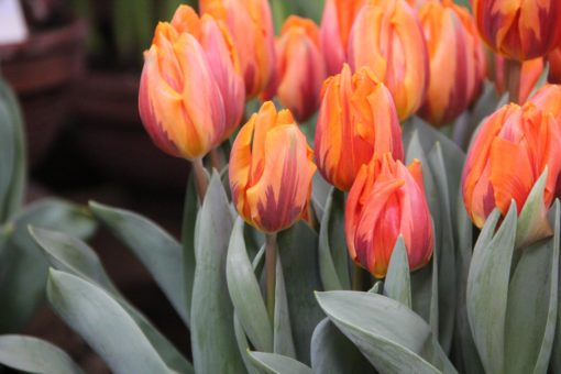 Tulipa 'Princes Irene' - Afbeelding 3