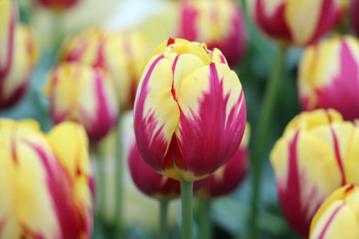 Tulipa 'Helmar' - Afbeelding 2