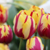 Tulipa 'Helmar'
