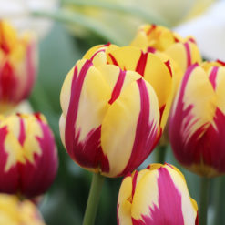 Tulipa 'Helmar'