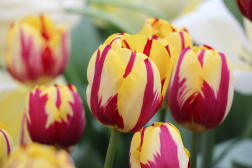 Tulipa 'Helmar'