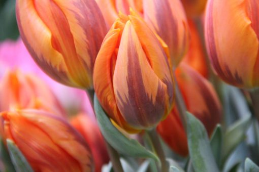 Tulipa 'Princes Irene'
