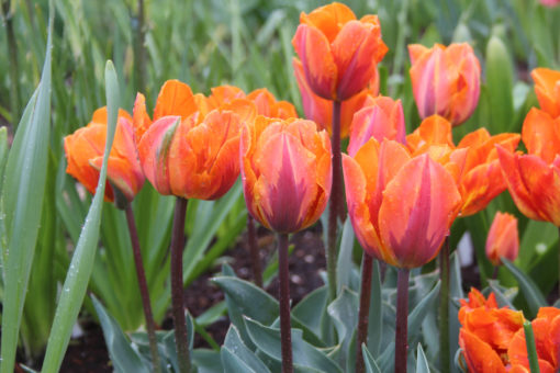 Tulipa 'Princes Irene' - Afbeelding 2
