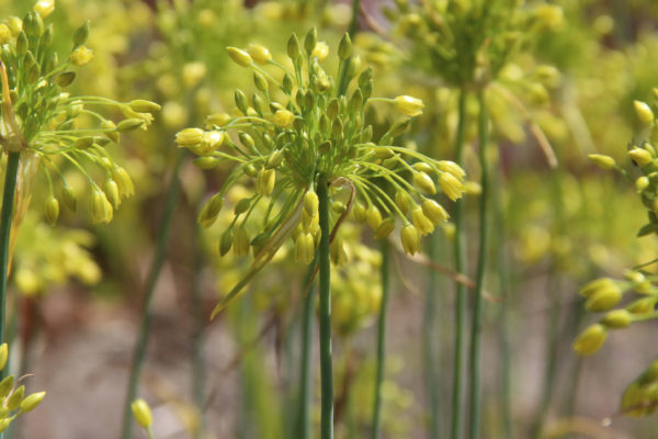 Allium chloranthum