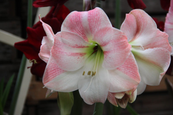 Hippeastrum 'Apple Blossom'