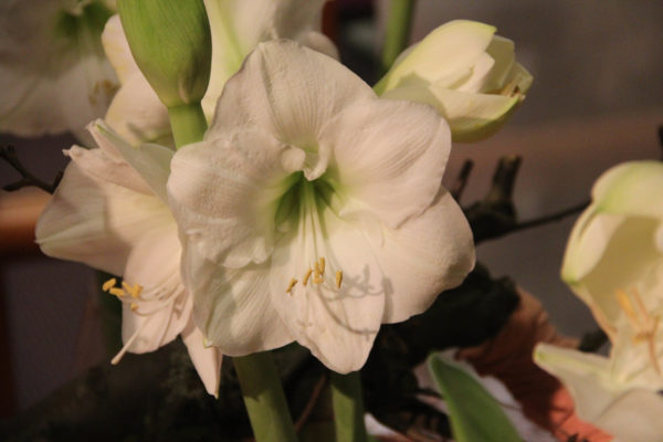 Hippeastrum wit