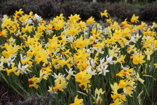 Narcissus botanische mix