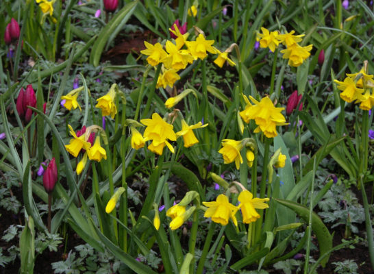 Narcissus 'Tête-à-Tête'