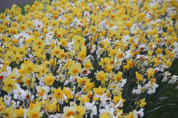Narcissus gemengd
