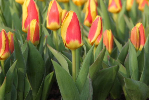 Tulipa 'Stresa'