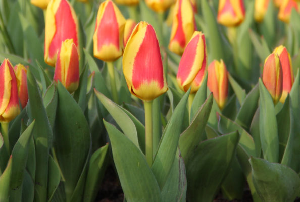 Tulipa 'Stresa'