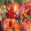 Tulipa 'Rasta Parrot'