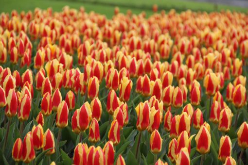 Tulipa 'Stresa' - Afbeelding 2