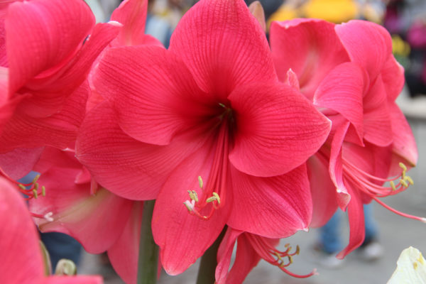 Hippeastrum roze